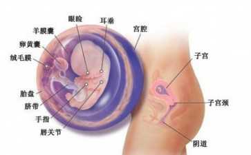 养囊胚的风险有多大，别还不知道养囊胚风险有多大